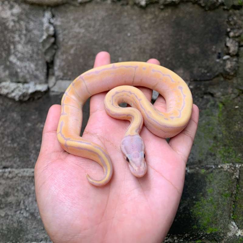 Banana Pastel Pinstripe (A)