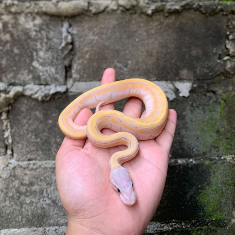 Banana Pastel Pinstripe (B)
