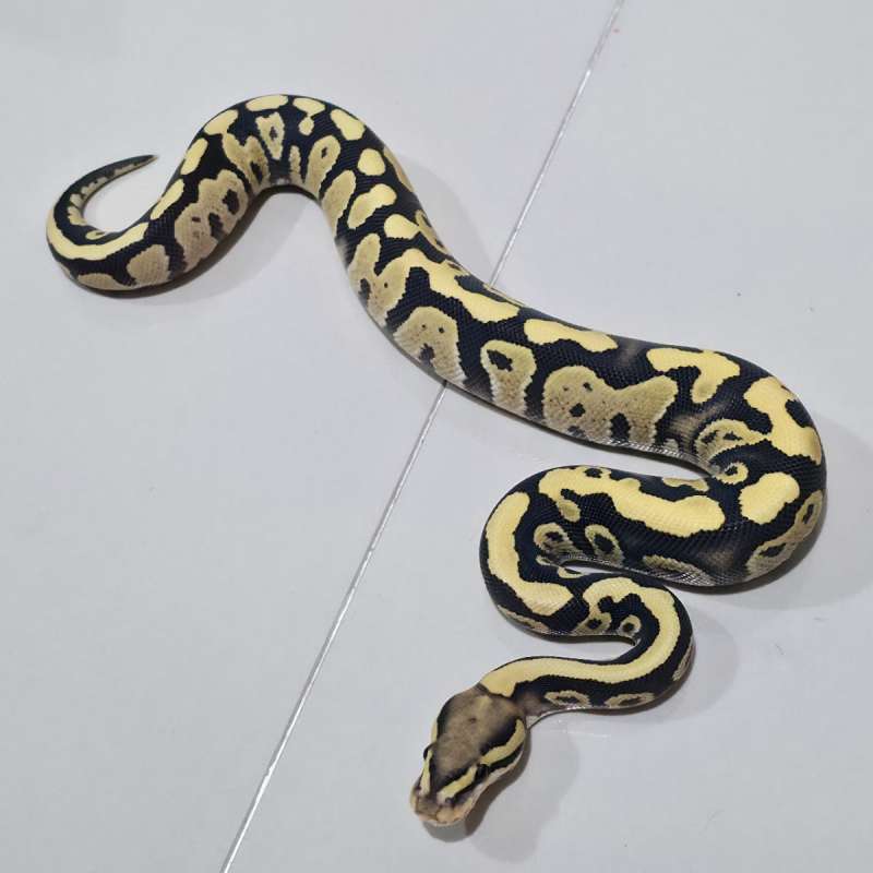 Male Fire Dessert Ghost het Clown
