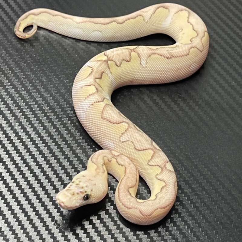 F DG CLOWN PASTEL LESSER (HIGHENDMORPH)