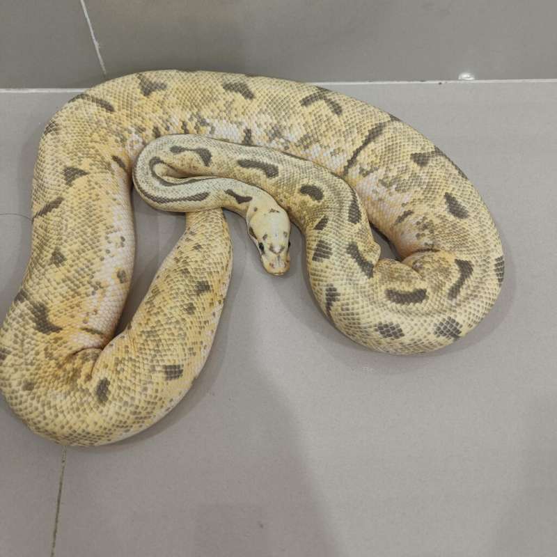 Killerbee enchi hypo pos yb female
