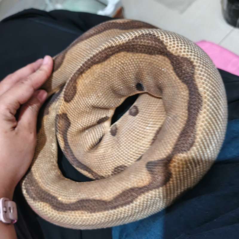 Enchi leopard clown proven