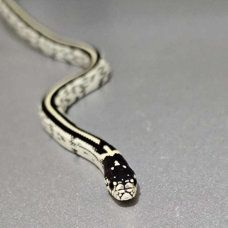 Ks California Stripe het Albino