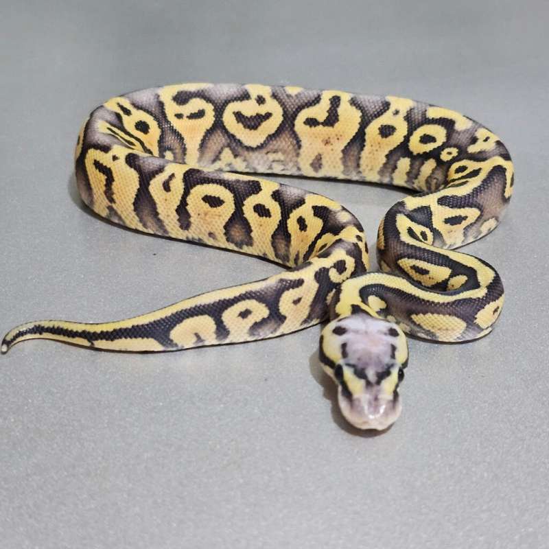 Supas Enchi Mojave Yb Hypo +