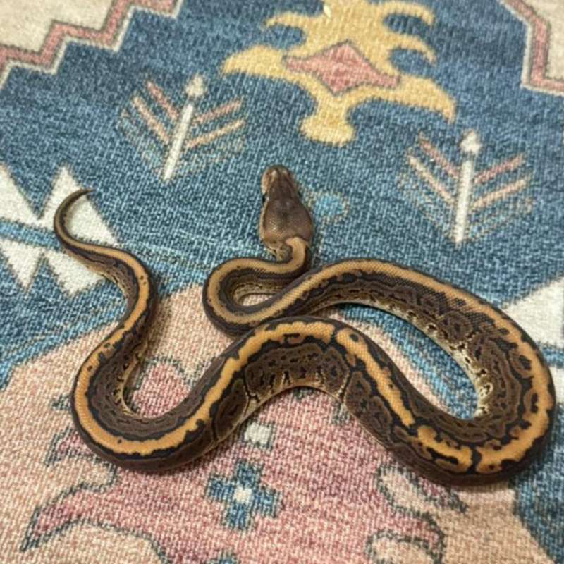 Black Pastel Pinstripe Het Albino