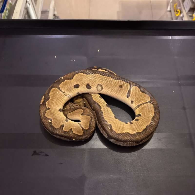 Blade Clown ( Proven )