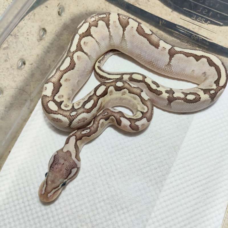 Bamboo enchi het hypo