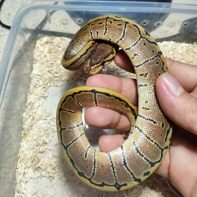 Pinstripe het hypo