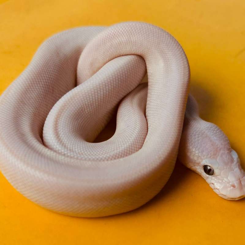 Ballpython lucy (nuclear x mojo GHI)