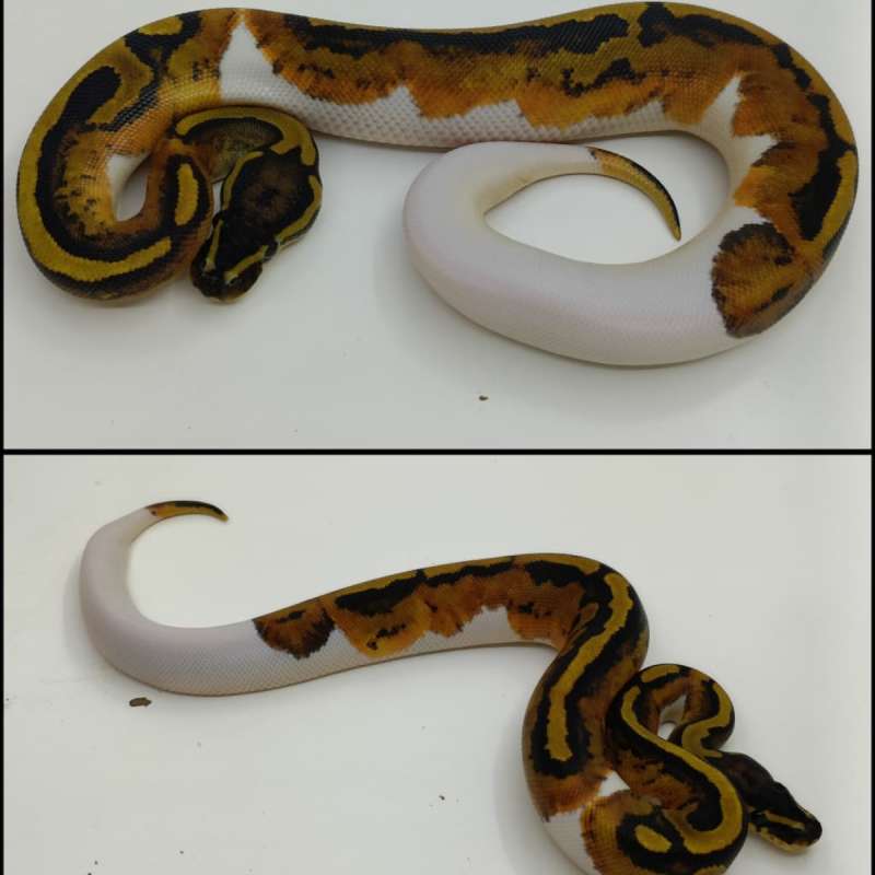 FEMALE PIED PH Lavender *Hisg White*