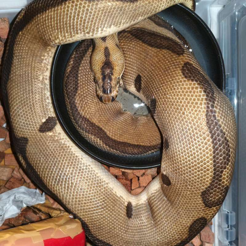 Enchi leopard clown proven