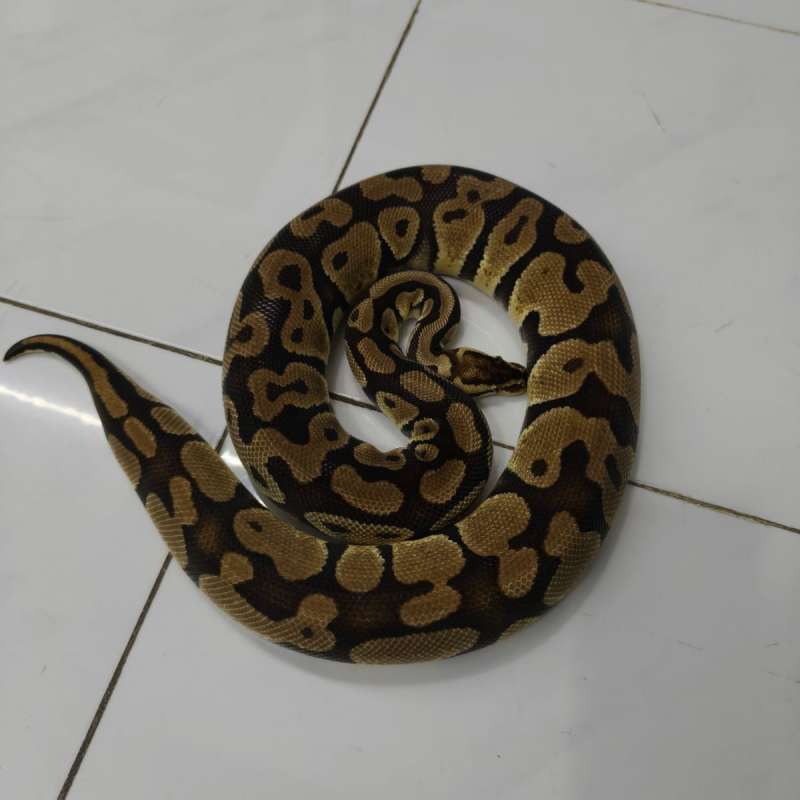 Pastel het DG proven