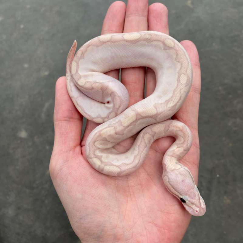 banana bamboo poss gravel ph clown hypo