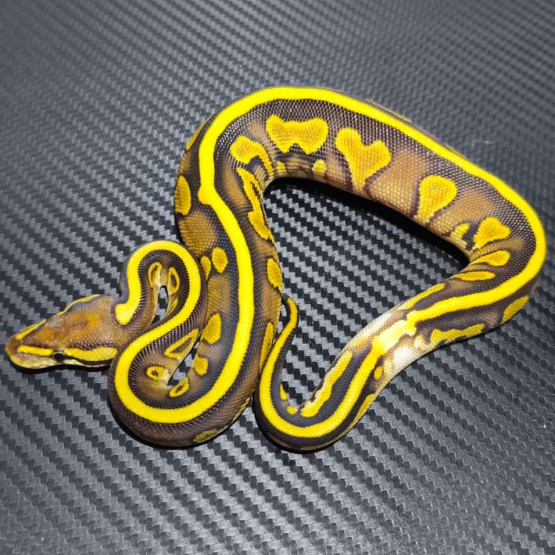 Butter Leopard Het Pied (RARE) Spek Kontes