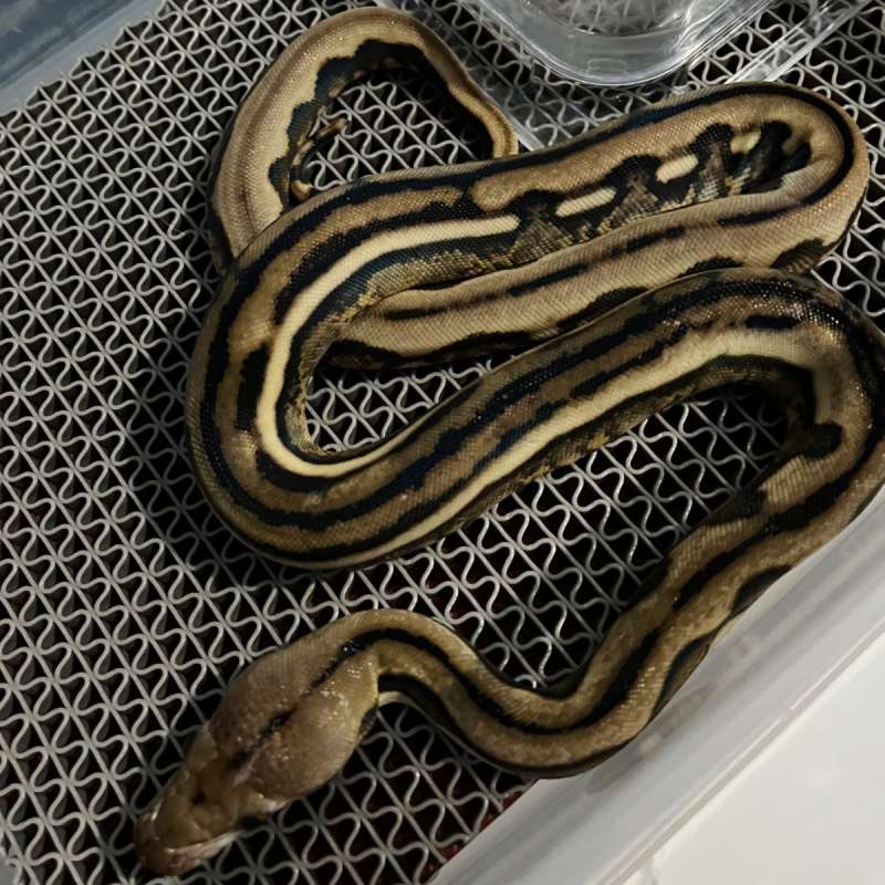 BABY RETIC TIGER MOTIF STRIP