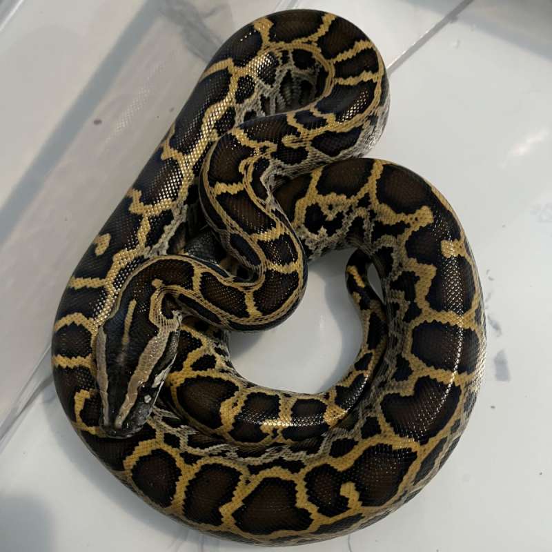 BURMESE PYTHON