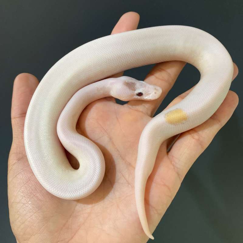 M - Lesser Pied ph 66% Lavender