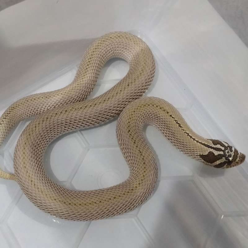 Hognose Arctic Superconda