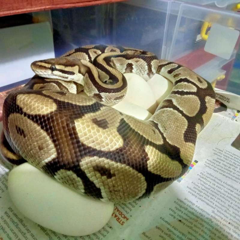 Specter Female Proven