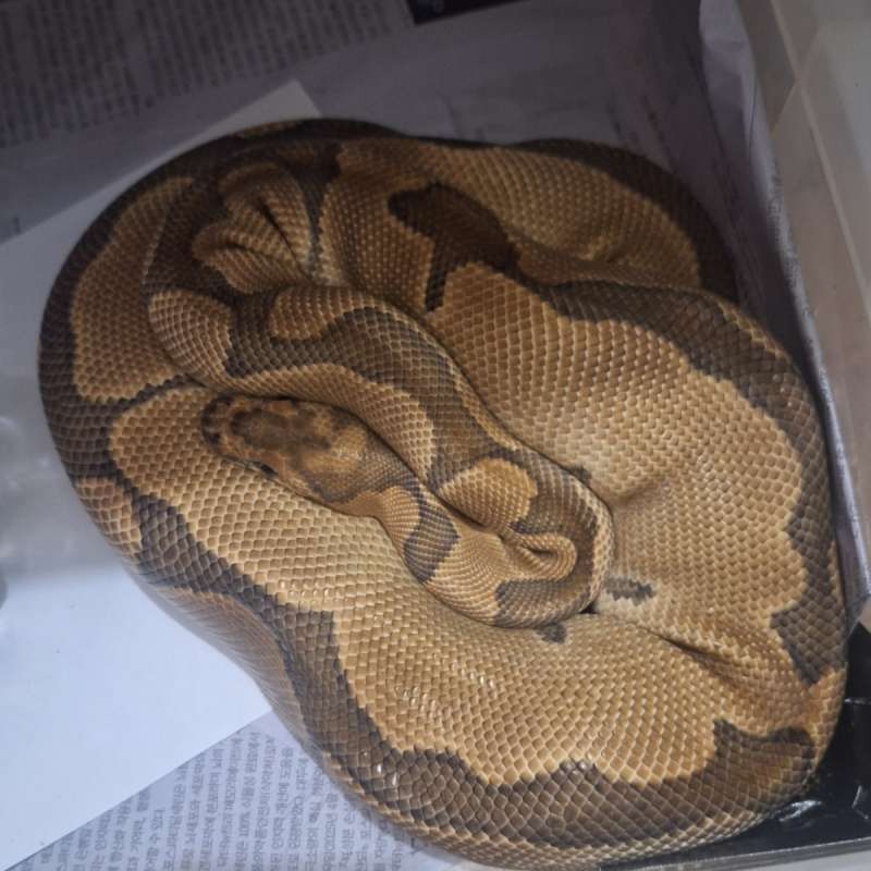 Ball python clown female proven