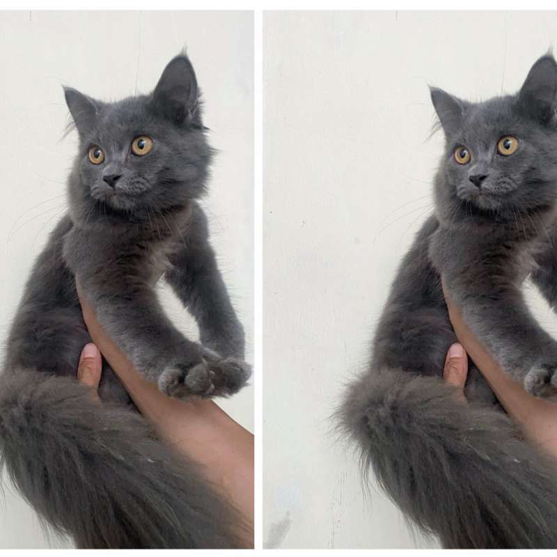 Kucing kitten Mix British Longhair
