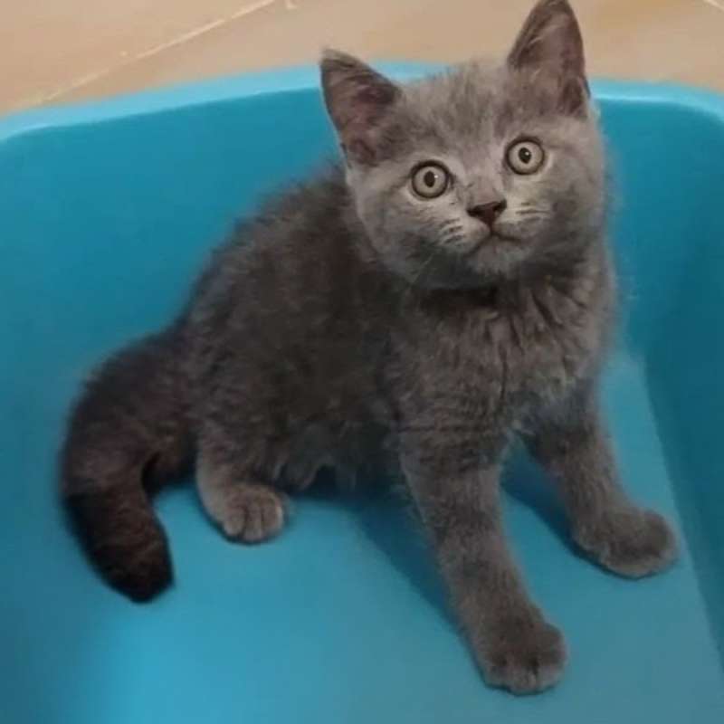 Kucing kitten British shorthair Bluesolid Betina