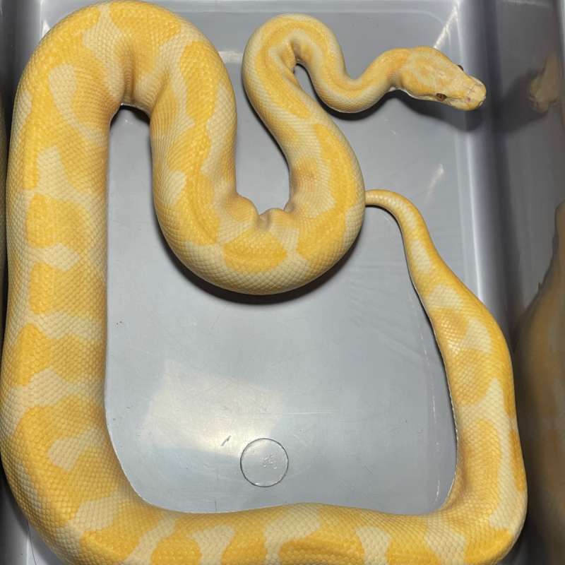 (proven) Enchi Lavender Het Clown