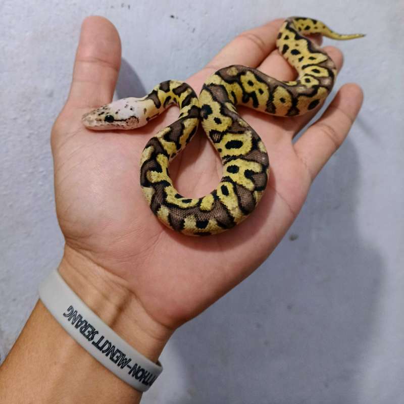 Pastel spotnose clown