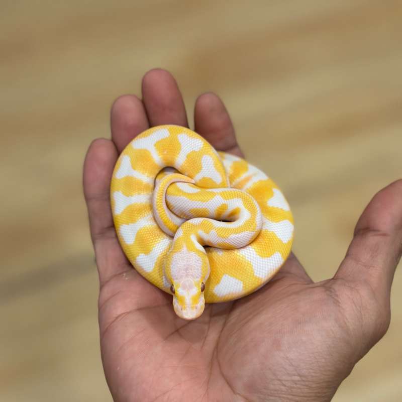 Lavender Albino Enchi Pastel het Clown