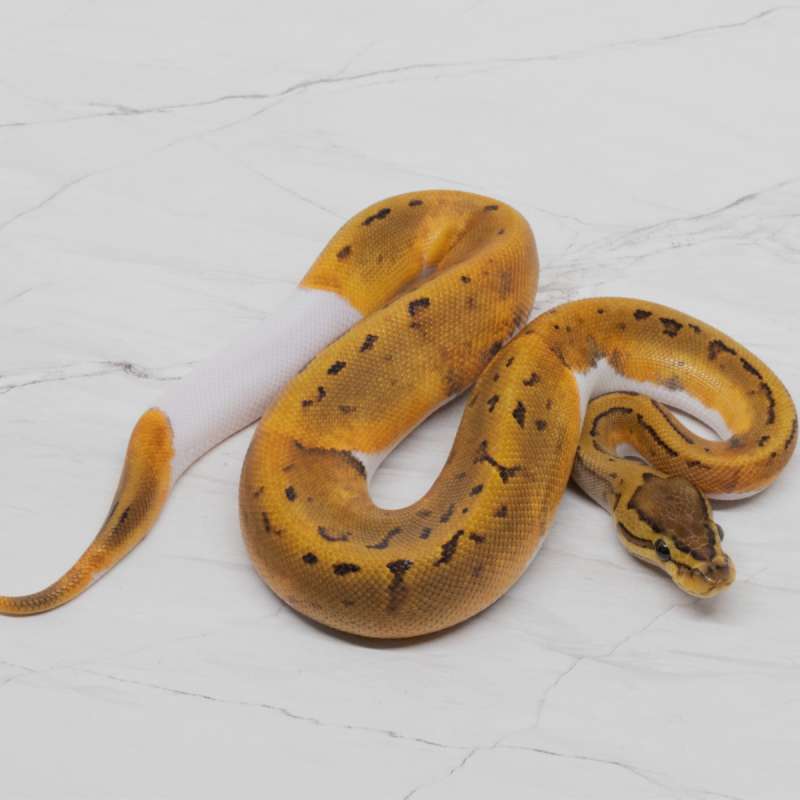 PINSTRIPE PIED HET LAVENDER