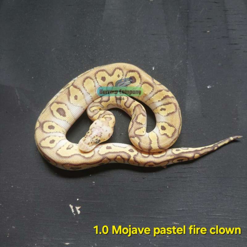 Pastel mojave fire clown