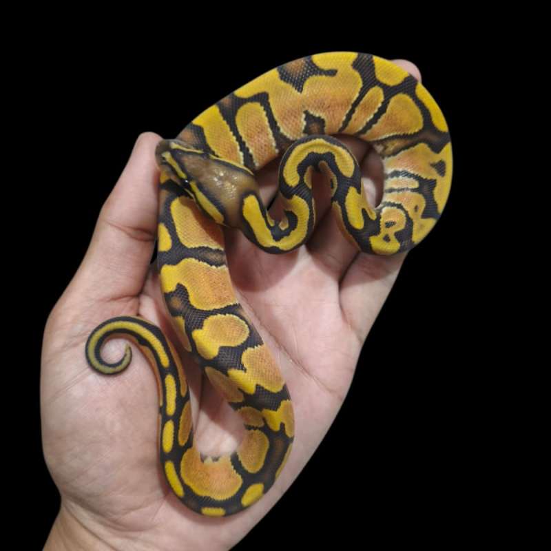 Female Hypo Enchi OD Pos Fire/Vanila