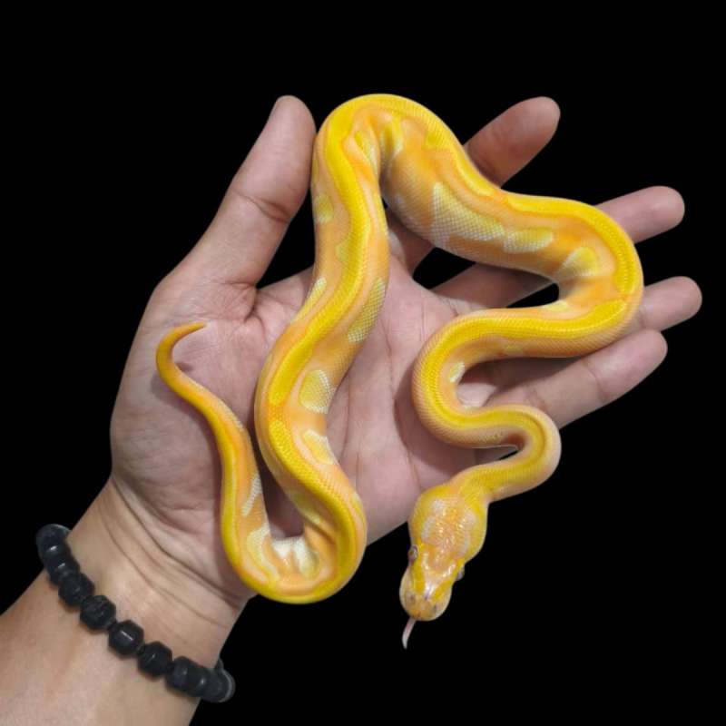 Male Mojave pos Enchi Lavender