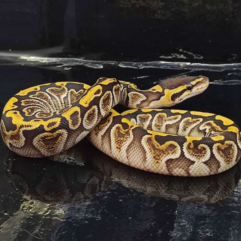 GHI Mocha 50% DH Albino Clown