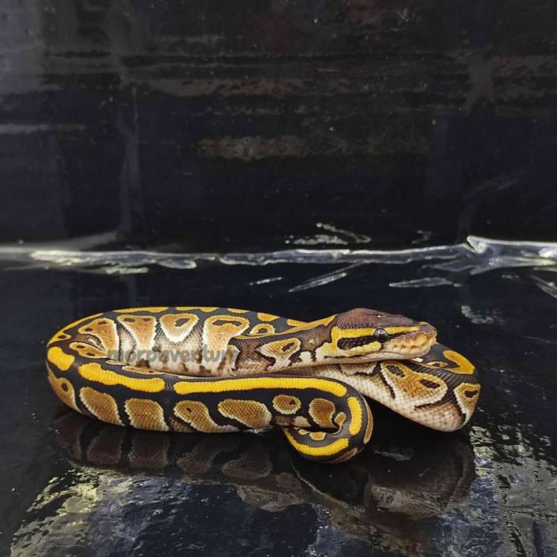 Mocha 50% DH Albino Clown