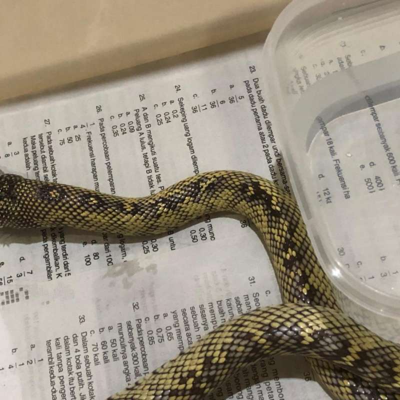 Kingsnake Desert Poss Hybrid/Morph