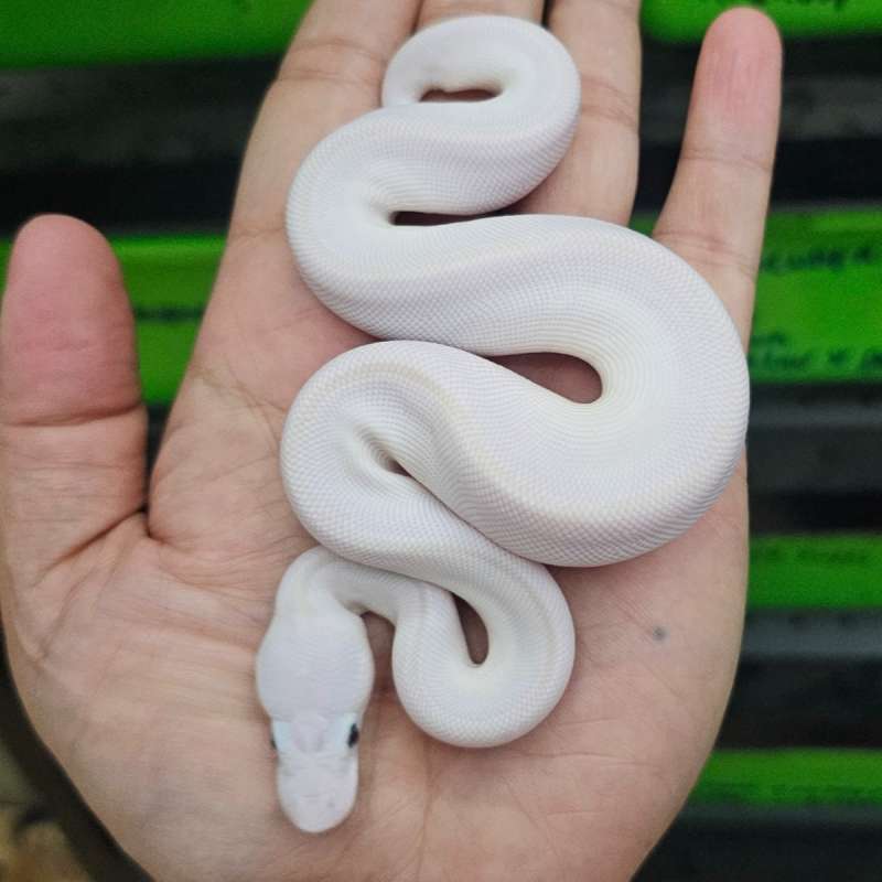 (LEUCISTIC) LESSER MOJAVE/PHANTOM HET CLOWN POSS HET LAVENDER