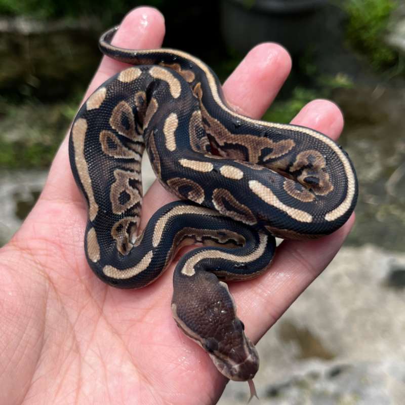 BP CINNAMON OD PH PIED (MARK) ALBINO