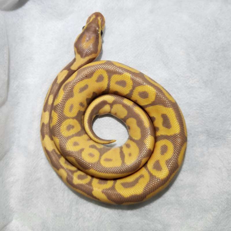 Banana leopard het hypo