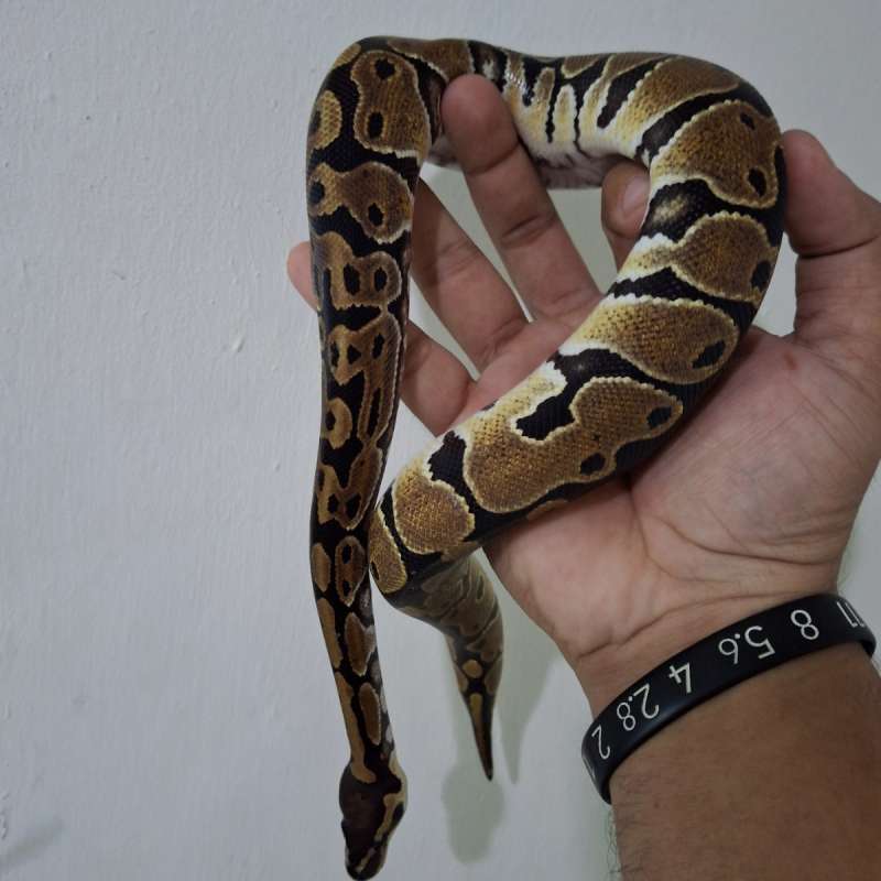 F Yellowbely Het Lavender (Garansi HET)