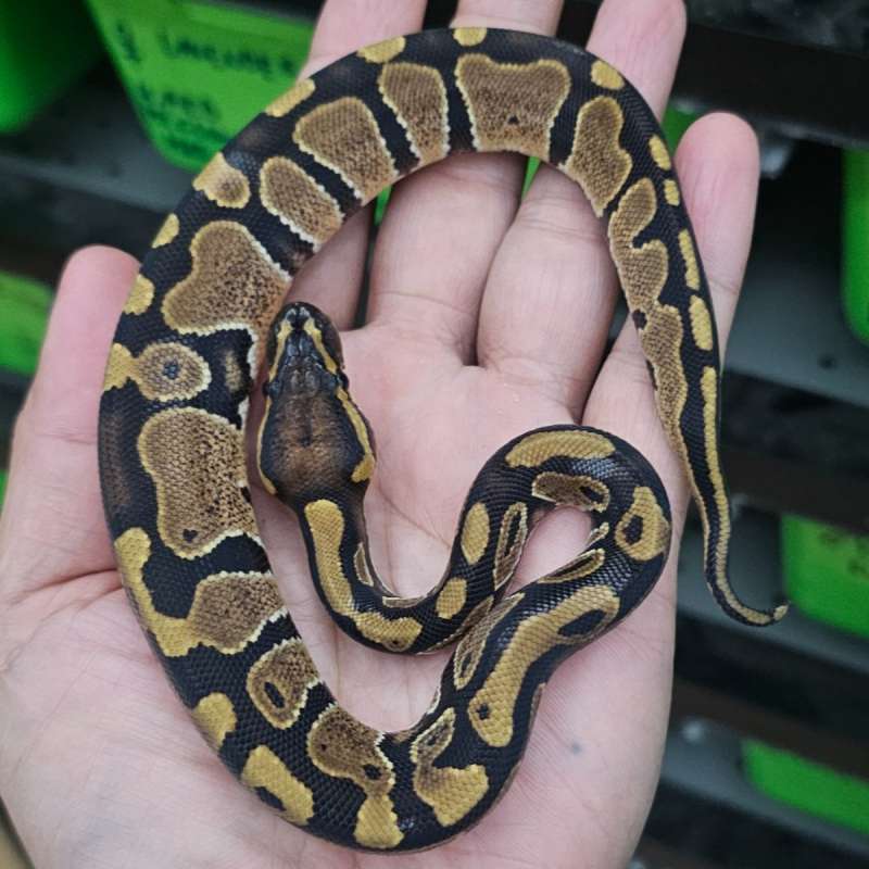 DOUBLE HET PIED LAVENDER POSS HET CLOWN