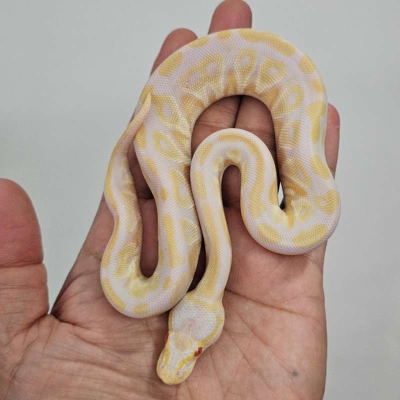 ALBINO BANANA PASTEL