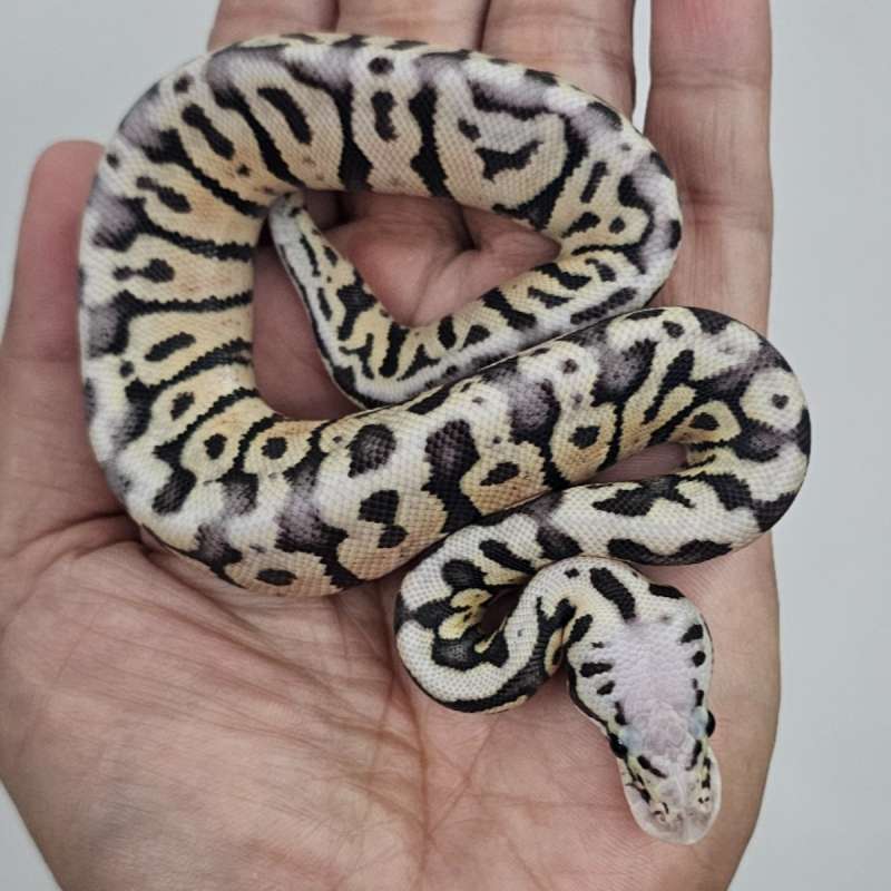 SPOTNOSE SUPAS HET CLOWN