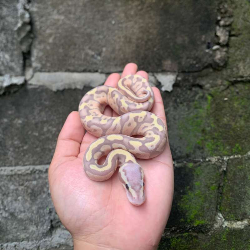 Banana Super Pastel