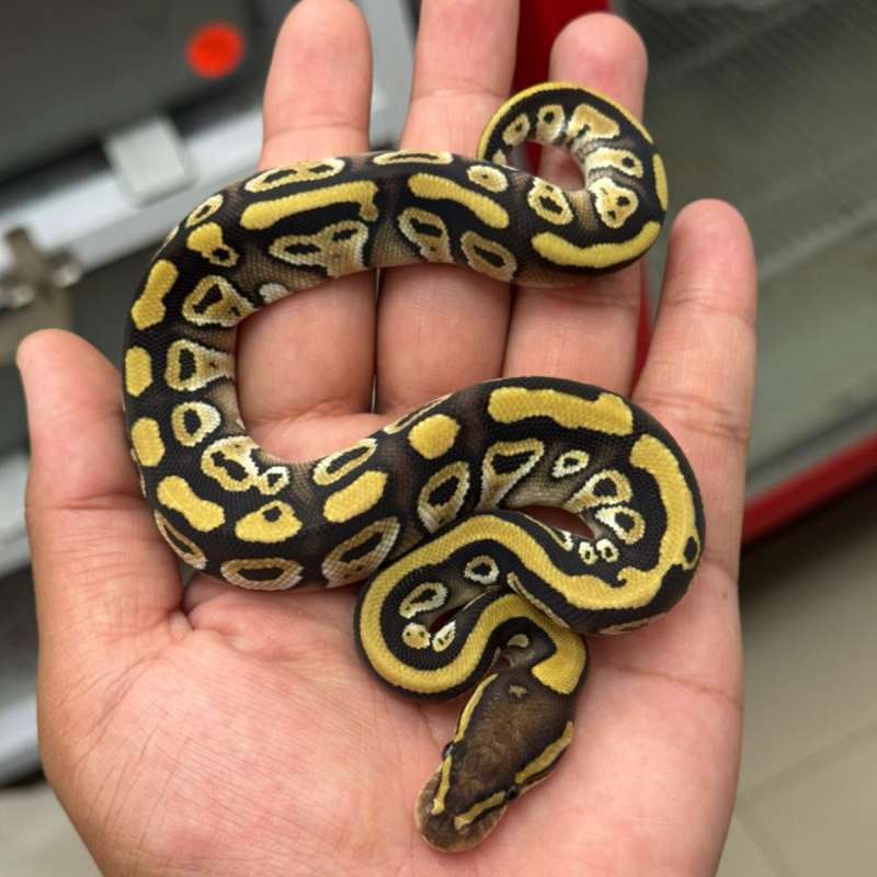 F. Mojave ph Clown
