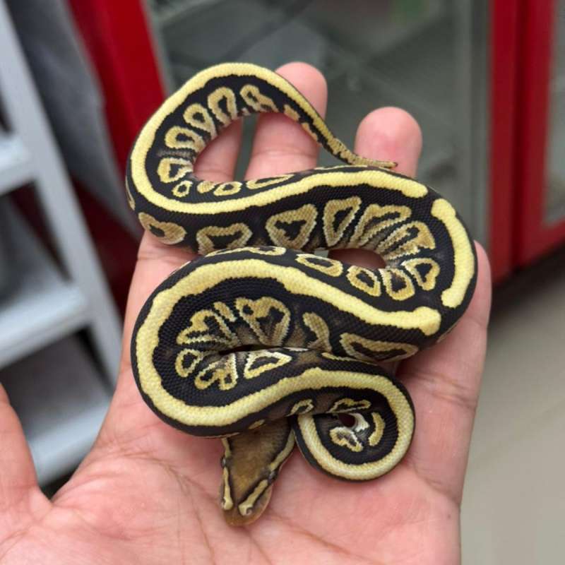 F. Mojave Spotnose ph Clown