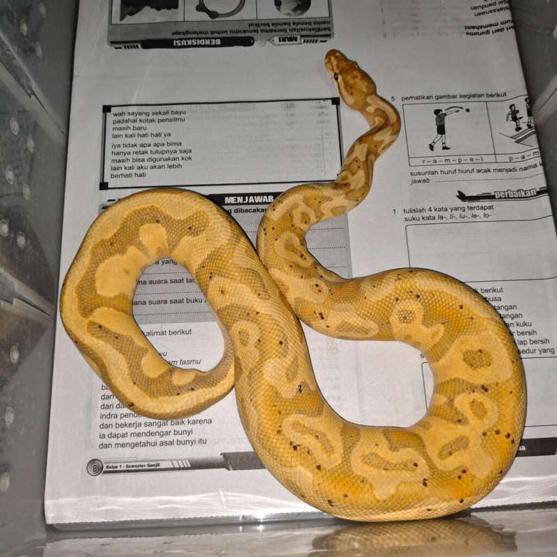 Banana Leopard YB 1.0