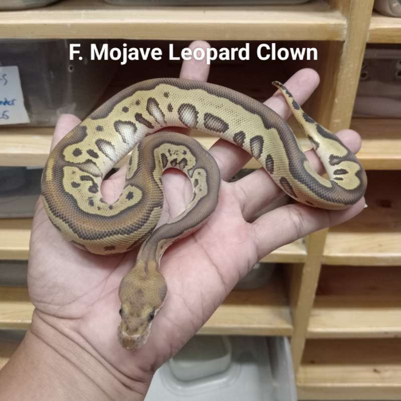 F. Mojave Leopard clown