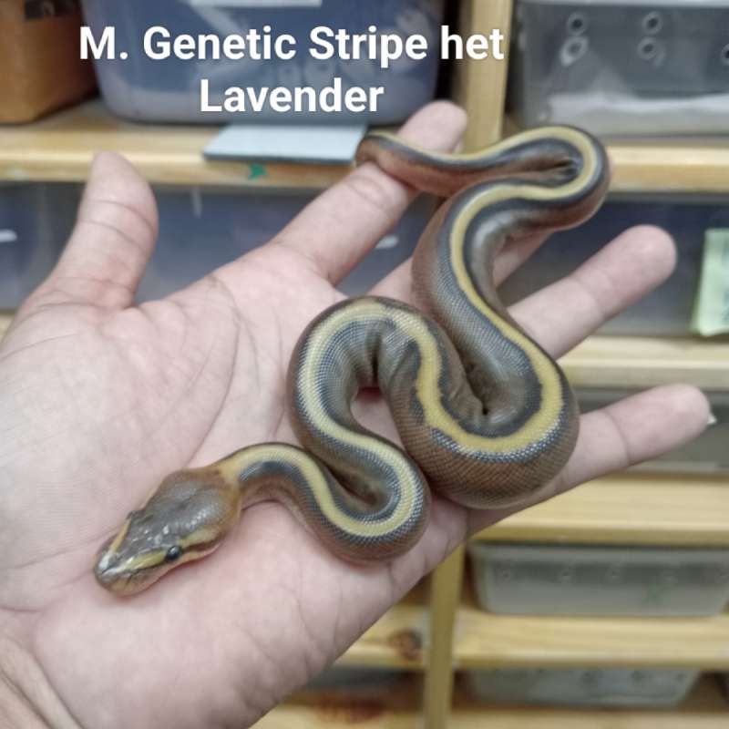 M. Genetic Stripe het Lavender