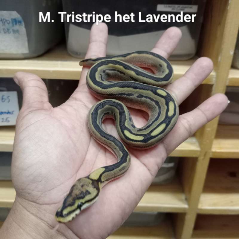M. Tristripe het Lavender